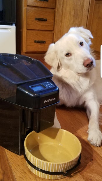 Reviewer image of black automatic dog feeder with yellow bowl underneath and white dog laying next to it