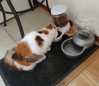A reviewer's cat with the waterer