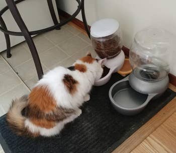 A reviewer's cat with the waterer