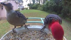 Two woodpeckers eating seeds from a bird feeder on a grassy lawn, with trees and a house visible in the background