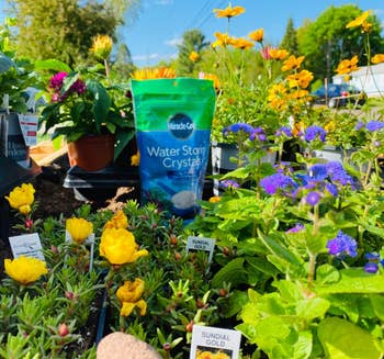reviewer photo of the flowers in the garden and the bag of water storing crystals used on them