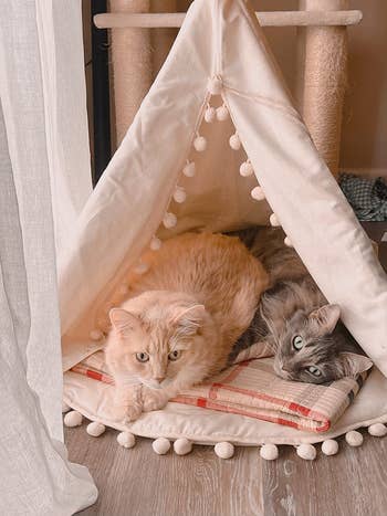 reviewer's two cats sitting in the tent