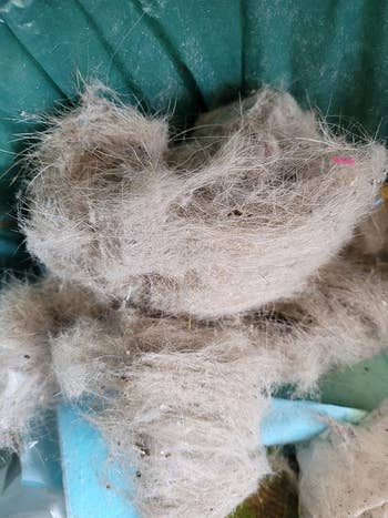 Pet hairsbreadth  and different   debris picked up   by the cordless vacuum 