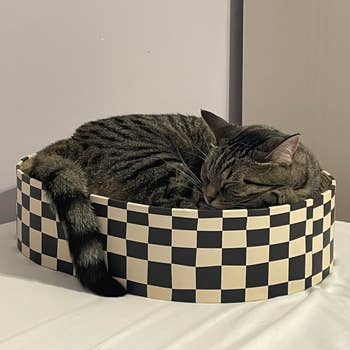 A tabby feline sleeps curled up successful a checkered circular bed