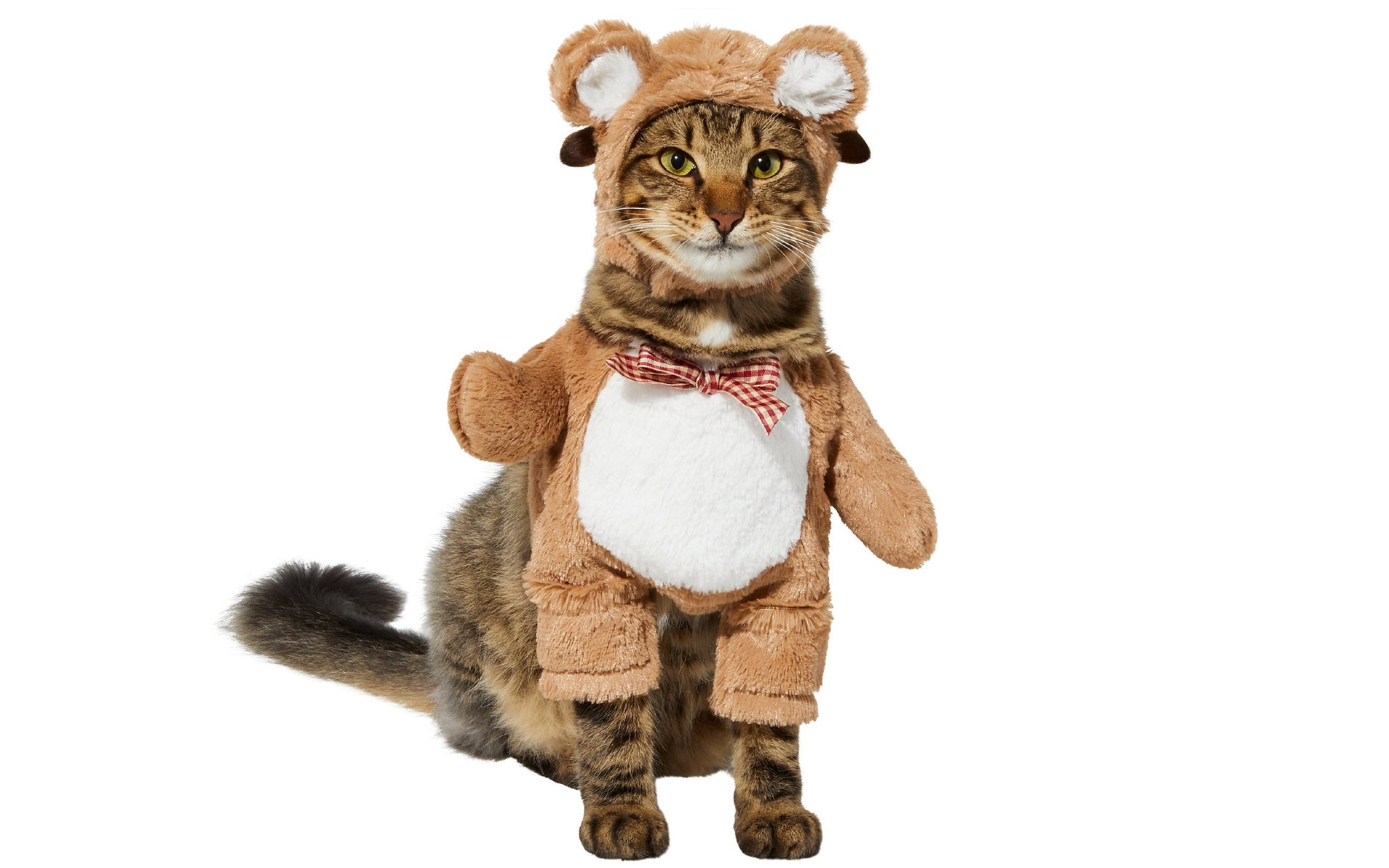 Cat in teddy bear costume