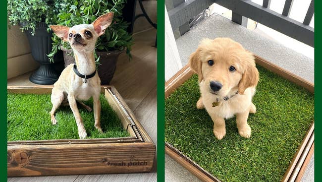Two puppies sitting in separate grass patch boxes on a balcony, showcasing portable pet potty products