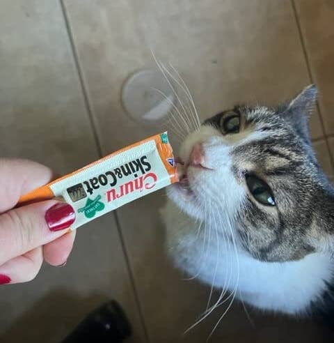 a cat licking the churu tube