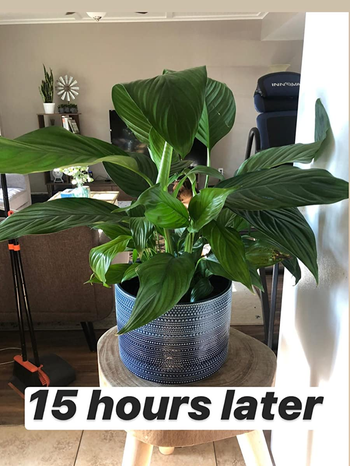 a 15-hours-later photo which shows the plant much greener and thriving