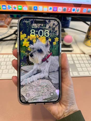 A person holds a smartphone with a screensaver of a dog wearing a pink collar, sitting on a stone path in front of yellow flowers