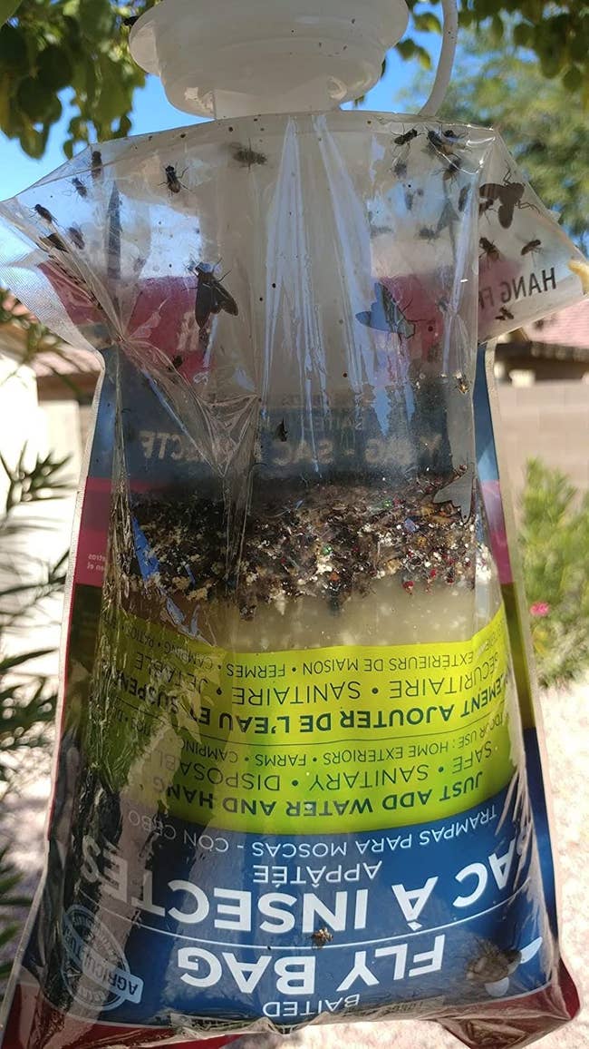 the catchmaster alert  trap filled with dormant   flies