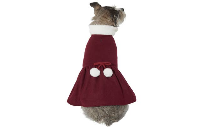 Dog in peacoat dress