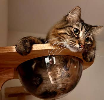 another reviewer's tabby cat in the capsule while looking out over the edge