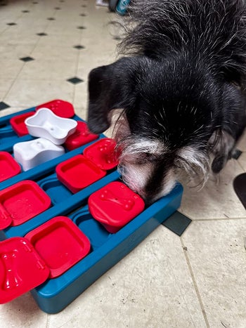 A reviewer's dog with its nose in one of the compartments full of treats