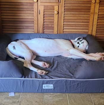 reviewer photo of Great Dane asleep in bed, stretched out