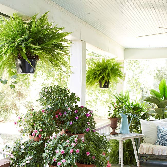 two boston ferns hanging in baskets on a front porch