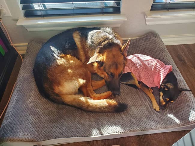 Large and small dog laying on gray orthopedic dog bed