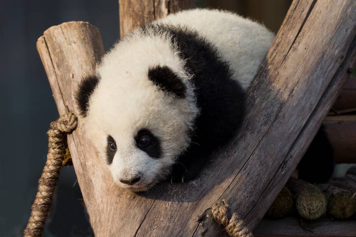 Rate These Baby Animals And We'll Tell You Whether You're Cold-Hearted Or Not Rate These Baby Animals And We'll Tell You Whether You're Cold-Hearted Or Not
