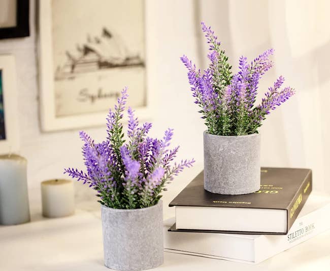 Two potted lavender plants atop stacked books on a stylish home decor display
