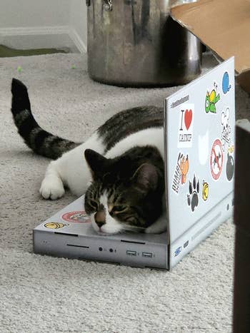 Cat resting on a laptop-shaped scratching pad