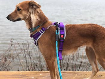 Reviewer image of side-view of medium dog wearing product in front of water view