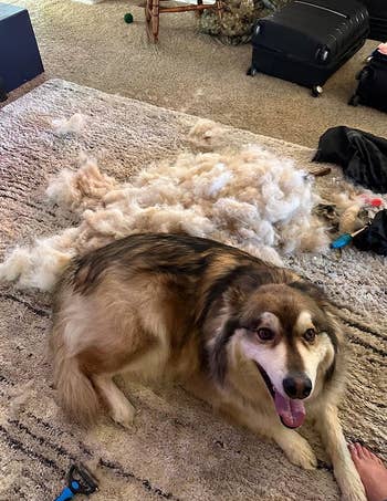 Reviewer's dog next to a big pile of de-shedded hair