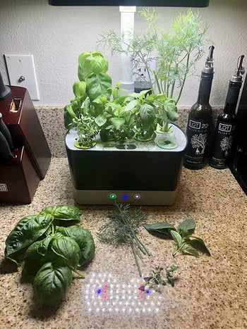 reviewer photo of their black indoor herb garden with tons of herbs growing out of it and cut herbs in front of it
