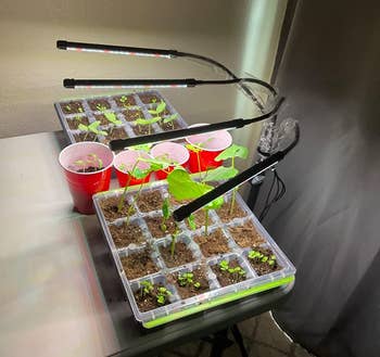 reviewer's grow lights used on a variety of seedlings 