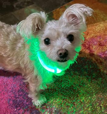 Small dog with a luminous collar stands on a speckled surface, looking at the camera