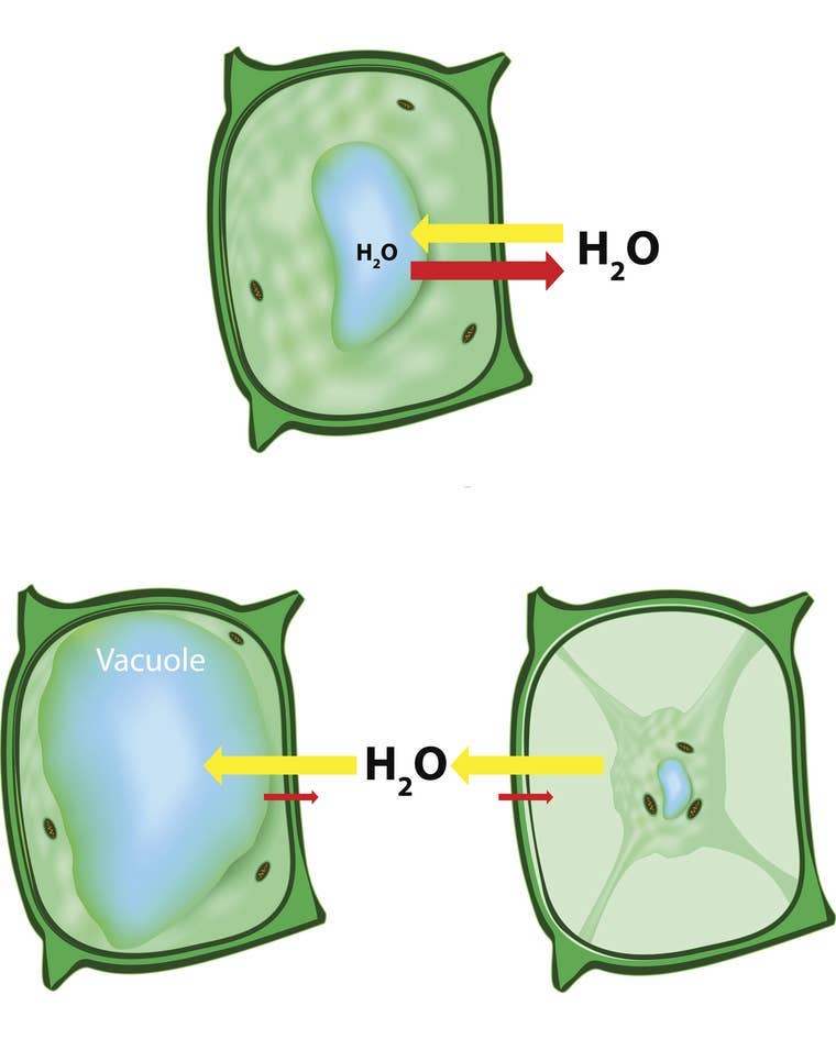 Вода в клетках растений. Осмос в клетке растений. Осмос в растительной клетке. Осмос у растений. Осмос воды в клетке.