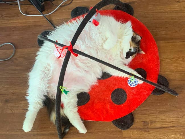 reviewer image of a cat using the lady bug-shaped activity center with four hanging toys