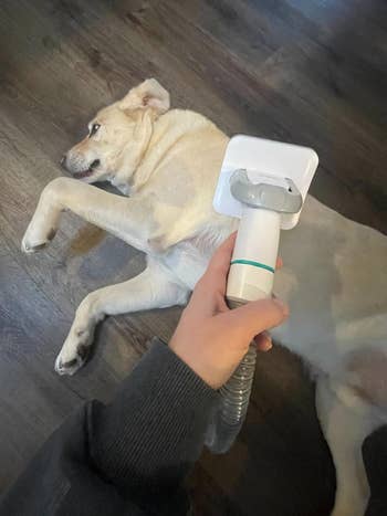 reviewer holding the vacuum head with their dog in the background