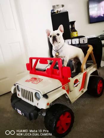 reviewer image of a small dog sitting in the jurassic park jeep wrangler