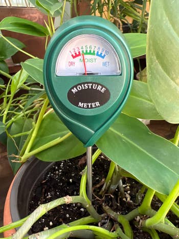 close up of another reviewer's moisture meter inserted in a plant showing a reading of moderately moist