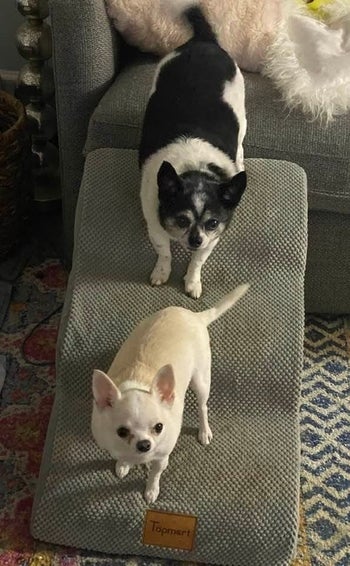 Reviewer image of two small dogs walking down padded gray pet stairs in front of couch