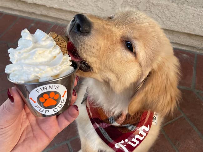 Golden Retriever puppy with a bandana enjoys a whipped cream treat from custom pup cup that says 