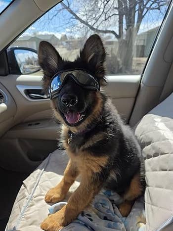 A puppy wearing sunglasses sits on a car seat, looking at the camera with its tongue out