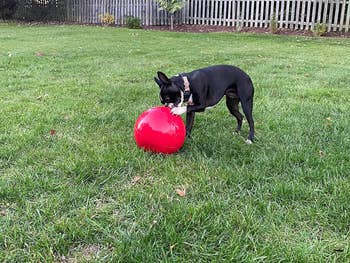 A dog pawing at a large red ball