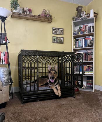 different, larger dog sitting inside the same crate
