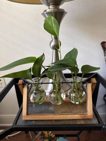 Houseplants displayed successful terrarium