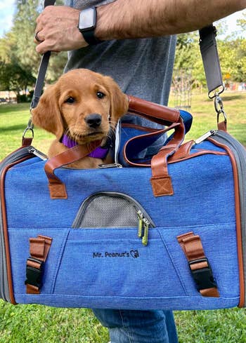 reviewer photo of their dog inside the carrier