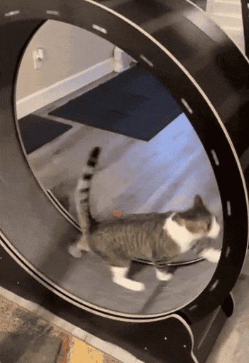 reviewer's cat running on a wheel