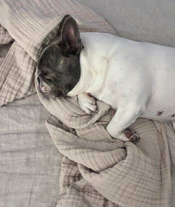 French Bulldog lying on a textured blanket, looking comfortable and ready for a nap