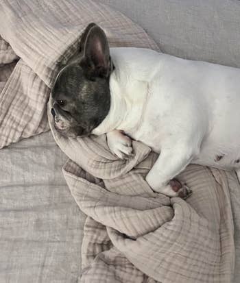 French Bulldog lying on a textured blanket, looking comfortable and ready for a nap