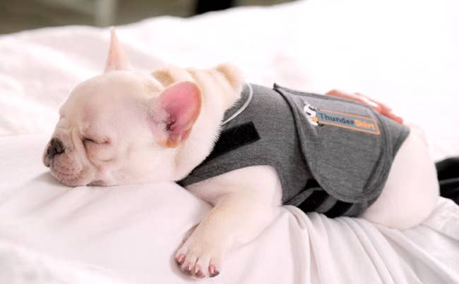 French Bulldog puppy sleeping on a bed, wearing a calming gray vest, labeled