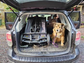 the veer wagon folded up in the back of a car next to a dog