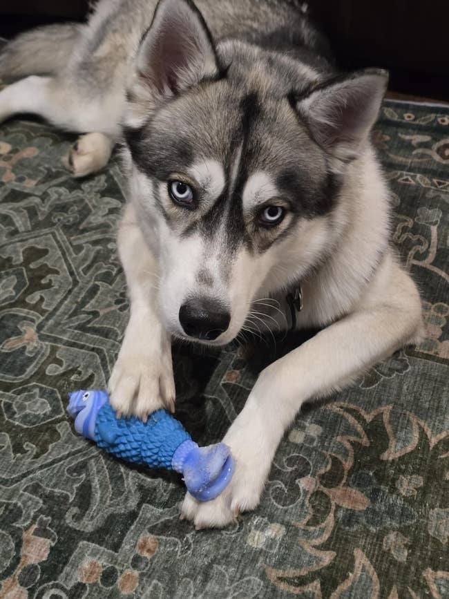 Husky canine lying connected a patterned rug, holding a bluish fish-shaped artifact with its beforehand paws, looking astatine the camera