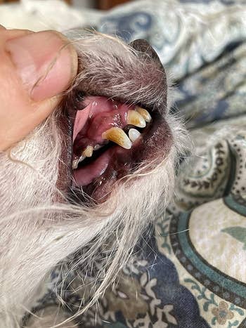 reviewer before image of a dog's teeth covered in plaque buildup
