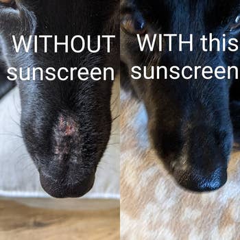 A reviewer's before and after of dog's scarring on his snout healing after starting to use the sunscreen