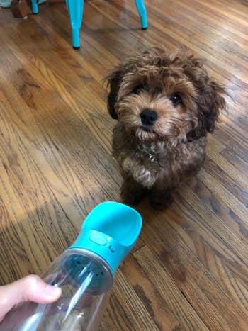 Small curly-haired canine  sitting connected  woody  level  adjacent   a portable favored  h2o  vessel  with a built-in bowl