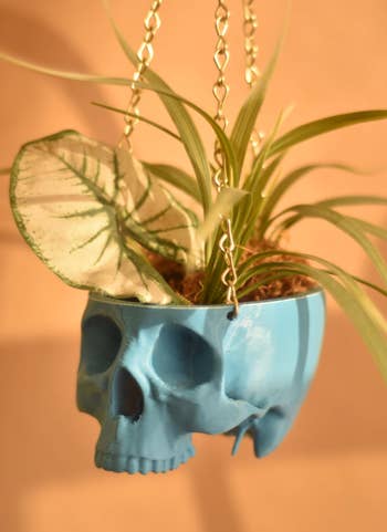 The hanging skull in light blue with a plant inside of it 